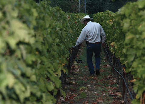 man in vineyard